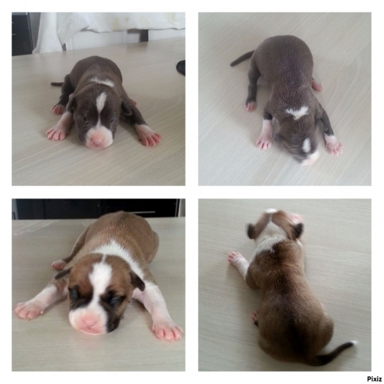 Image pour l'annonce Vends American staff, Am staff, american staffordshire terrier