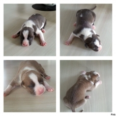 Image pour l'annonce Vends American staff, Am staff, american staffordshire terrier