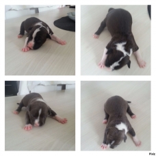 Image pour l'annonce Vends American staff, Am staff, american staffordshire terrier