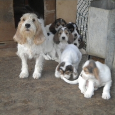 Image pour l'annonce CHIENS PETITS BASSETS GRIFFONS VENDEENS