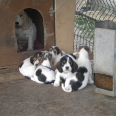 Image pour l'annonce CHIENS PETITS BASSETS GRIFFONS VENDEENS
