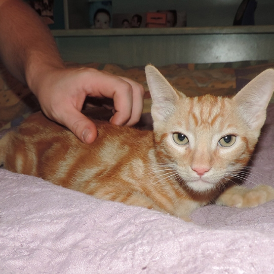 Image pour l'annonce Donne chaton contre bons soins