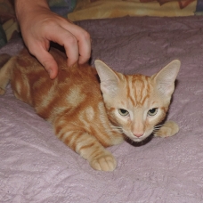 Image pour l'annonce Donne chaton contre bons soins