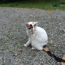Image pour l'annonce Donne chaton