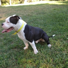 Image pour l'annonce Male AMERICAN BULLY dispo pour SAILLIE