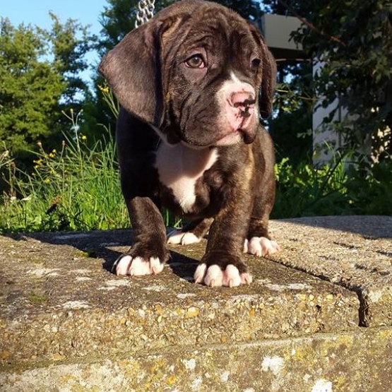 Image pour l'annonce Magnifique mâle american bully