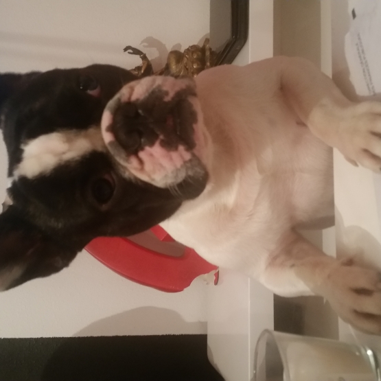 Image pour l'annonce saillie bouledogue français