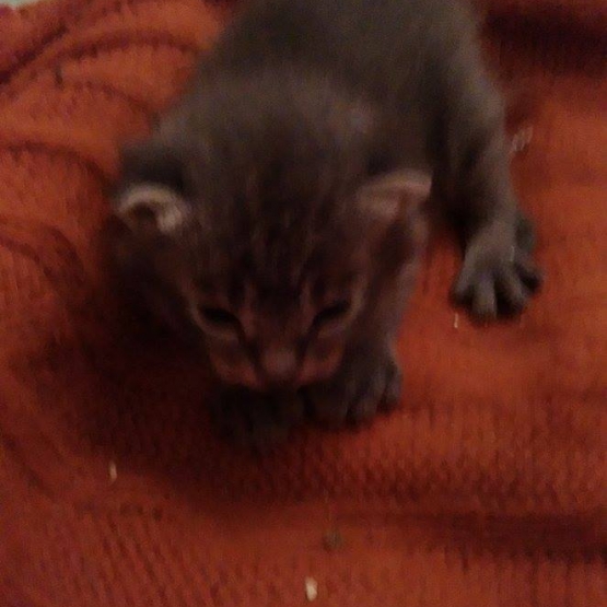 Image pour l'annonce a donner chaton
