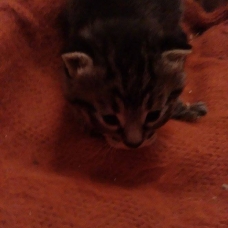 Image pour l'annonce a donner chaton