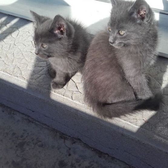 Image pour l'annonce Donne 2 chatons de 3 mois(M et F) poils mi-longs gris cendrés