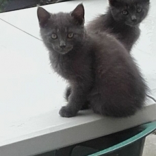 Image pour l'annonce Donne 2 chatons de 3 mois(M et F) poils mi-longs gris cendrés