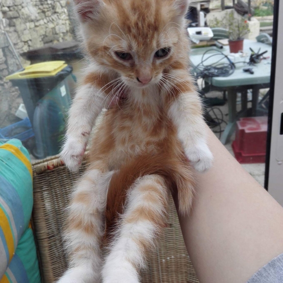 Image pour l'annonce Donne 3 chatons roux