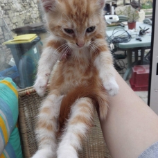 Image pour l'annonce Donne 3 chatons roux