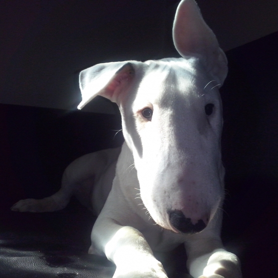 Image pour l'annonce chiot bull terrier 5 mois