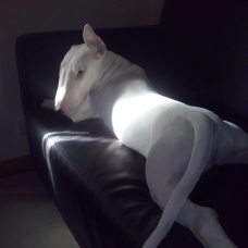 Image pour l'annonce chiot bull terrier 5 mois