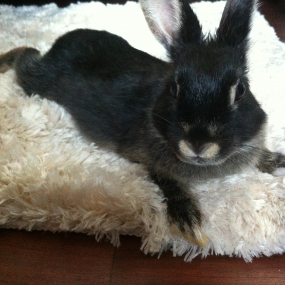 Image pour l'annonce Vend Lapin Nain