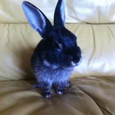 Image pour l'annonce Vend Lapin Nain
