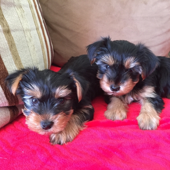 Image pour l'annonce Chiots yorkshires