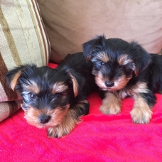 Image pour l'annonce Chiots yorkshires