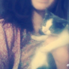 Image pour l'annonce Donne 2 chaton de deux mois