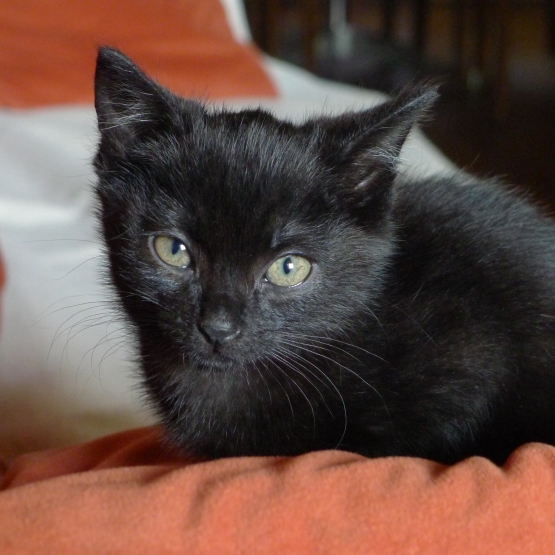 Image pour l'annonce Chaton à donner