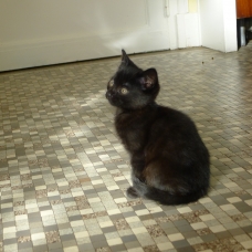 Image pour l'annonce Chaton à donner