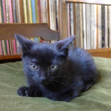 Image pour l'annonce Chaton à donner