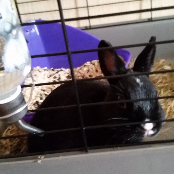 Image pour l'annonce Vends lapin nain toy