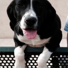 Image pour l'annonce Vends chiot croisé labrador