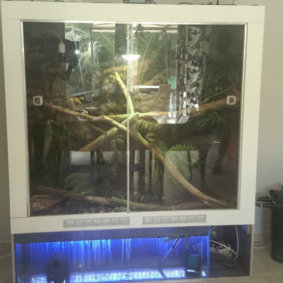 Image pour l'annonce Vend Terrarium + Physignathus Cocincinus (Dragon d'Eau) Male
