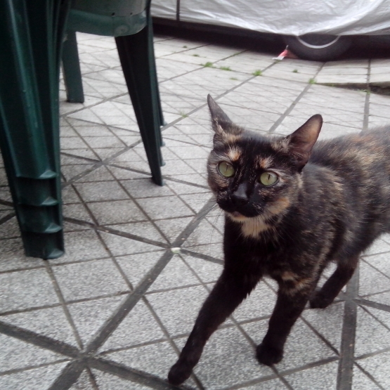 Image pour l'annonce Chatte écaille de tortue
