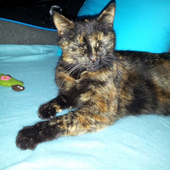 Image pour l'annonce Chatte écaille de tortue, cherche une famille (83)