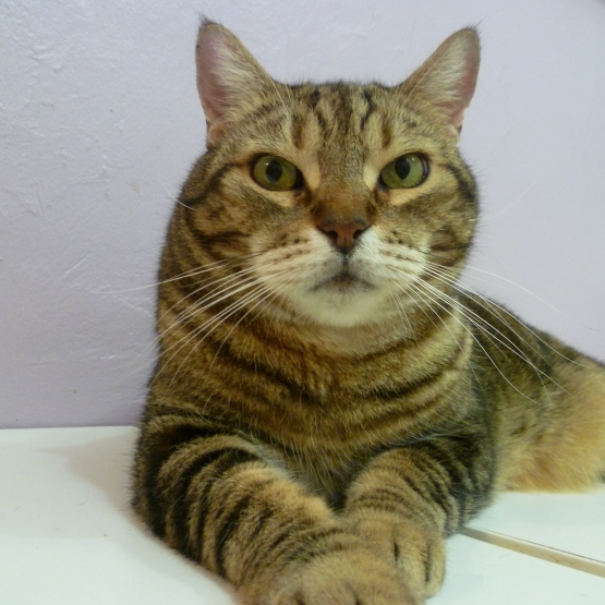 Image pour l'annonce Chat très gentil 11 ans cherche une famille