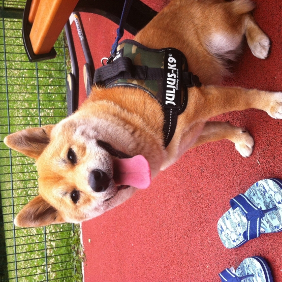 Image pour l'annonce Réserver chiots shiba inu