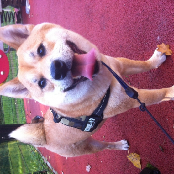 Image pour l'annonce Réserver chiots shiba inu