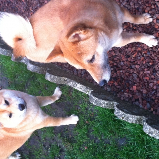 Image pour l'annonce Réserver chiots shiba inu