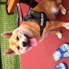 Image pour l'annonce Réserver chiots shiba inu