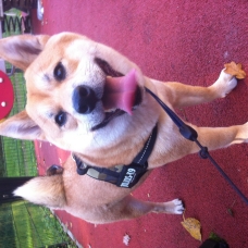 Image pour l'annonce Réserver chiots shiba inu