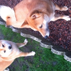 Image pour l'annonce Réserver chiots shiba inu