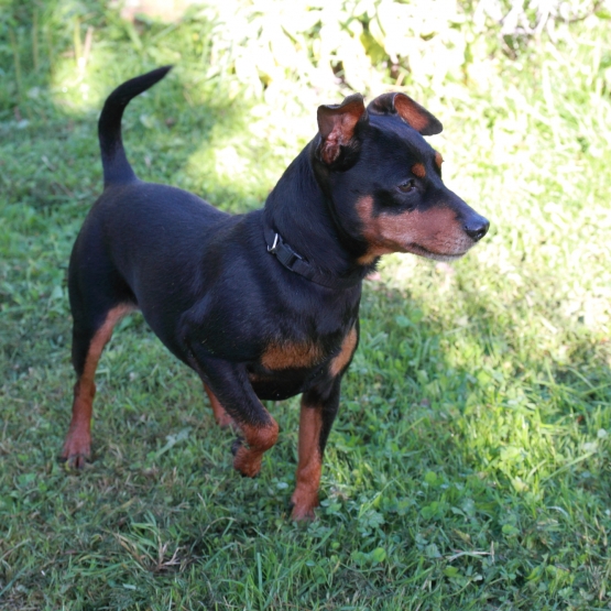 Image pour l'annonce Superbes chiots pinscher nain