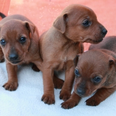 Image pour l'annonce Superbes chiots pinscher nain