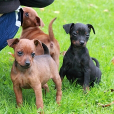 Image pour l'annonce Superbes chiots pinscher nain