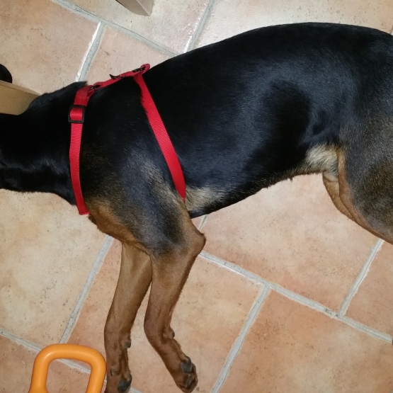 Image pour l'annonce cherche famille pour chien abandonné