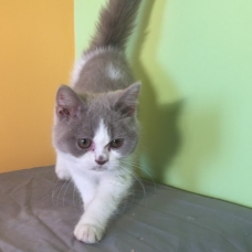 Image pour l'annonce Chats british shorthair