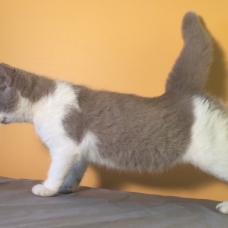 Image pour l'annonce Chats british shorthair