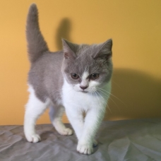 Image pour l'annonce Chats british shorthair