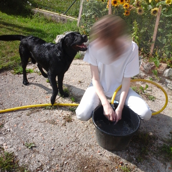 Image pour l'annonce Chien cherche famille