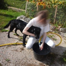Image pour l'annonce Chien cherche famille