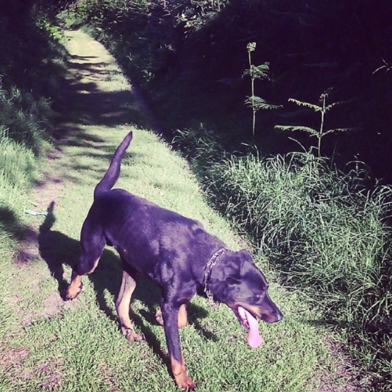 Image pour l'annonce Donne Beauceron