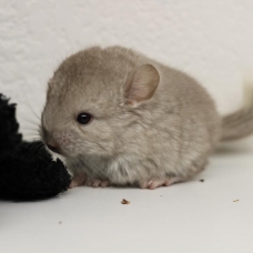Image pour l'annonce Petits Chinchillas